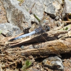 Orthetrum caledonicum at Hume, ACT - 18 Jan 2021