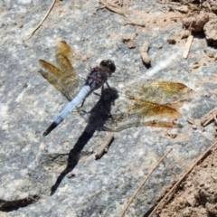 Orthetrum caledonicum at Hume, ACT - 18 Jan 2021