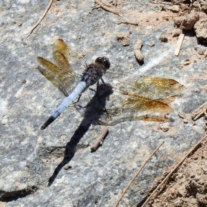 Orthetrum caledonicum at Hume, ACT - 18 Jan 2021 12:13 PM