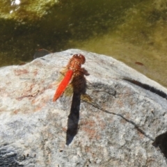 Diplacodes haematodes at Hume, ACT - 18 Jan 2021