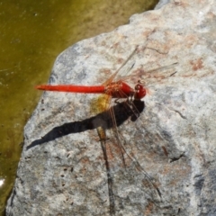 Diplacodes haematodes at Hume, ACT - 18 Jan 2021