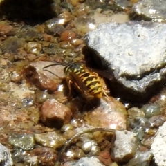 Vespula germanica (European Wasp, German Yellowjacket Wasp) at Hume, ACT - 18 Jan 2021 by RodDeb