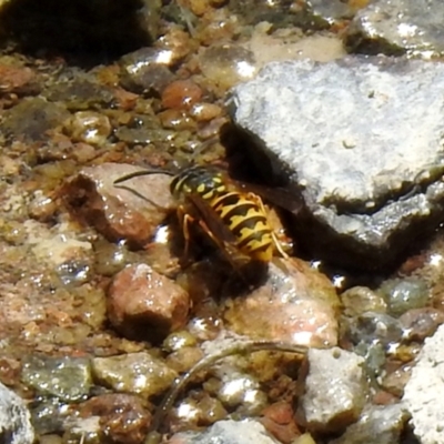 Vespula germanica (European Wasp, German Yellowjacket Wasp) at Hume, ACT - 18 Jan 2021 by RodDeb