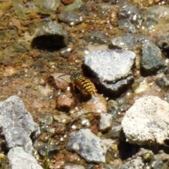 Vespula germanica at Hume, ACT - 18 Jan 2021 12:17 PM