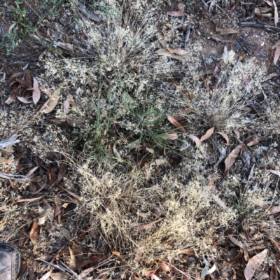 Aira elegantissima (Delicate Hairgrass) at Hughes Garran Woodland - 15 Jan 2021 by ruthkerruish
