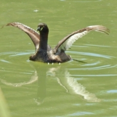 Tachybaptus novaehollandiae (Australasian Grebe) at Hume, ACT - 18 Jan 2021 by RodDeb