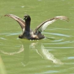 Tachybaptus novaehollandiae (Australasian Grebe) at Hume, ACT - 18 Jan 2021 by RodDeb