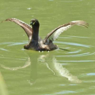 Tachybaptus novaehollandiae (Australasian Grebe) at Hume, ACT - 18 Jan 2021 by RodDeb