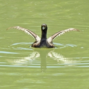 Tachybaptus novaehollandiae at Hume, ACT - 18 Jan 2021