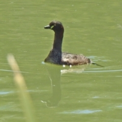 Tachybaptus novaehollandiae at Hume, ACT - 18 Jan 2021