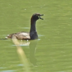 Tachybaptus novaehollandiae at Hume, ACT - 18 Jan 2021