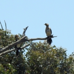 Microcarbo melanoleucos (Little Pied Cormorant) at Hume, ACT - 18 Jan 2021 by RodDeb