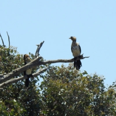 Microcarbo melanoleucos (Little Pied Cormorant) at Hume, ACT - 18 Jan 2021 by RodDeb