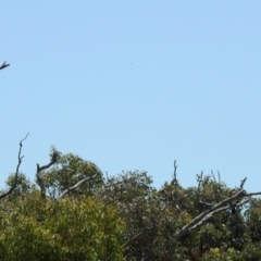 Microcarbo melanoleucos at Hume, ACT - 18 Jan 2021