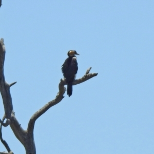 Microcarbo melanoleucos at Hume, ACT - 18 Jan 2021