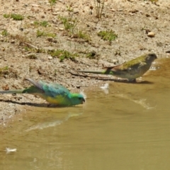 Psephotus haematonotus (Red-rumped Parrot) at Hume, ACT - 18 Jan 2021 by RodDeb