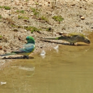 Psephotus haematonotus at Hume, ACT - 18 Jan 2021