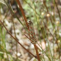 Utetheisa pulchelloides (Heliotrope Moth) at Pearce, ACT - 17 Jan 2021 by MatthewFrawley