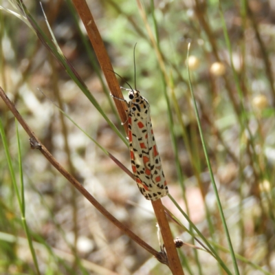 Utetheisa pulchelloides (Heliotrope Moth) at Pearce, ACT - 17 Jan 2021 by MatthewFrawley