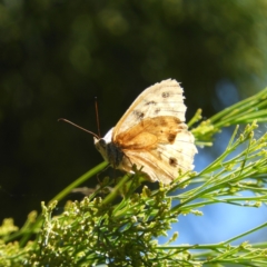 Heteronympha merope (Common Brown Butterfly) at Pearce, ACT - 17 Jan 2021 by MatthewFrawley