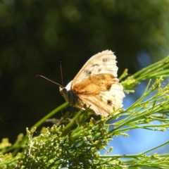 Heteronympha merope (Common Brown Butterfly) at Mount Taylor - 16 Jan 2021 by MatthewFrawley