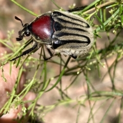 Trichaulax philipsii (Grey-furrowed rose chafer) at Burra, NSW - 16 Jan 2021 by Safarigirl