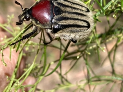 Trichaulax philipsii (Grey-furrowed rose chafer) at QPRC LGA - 16 Jan 2021 by Safarigirl