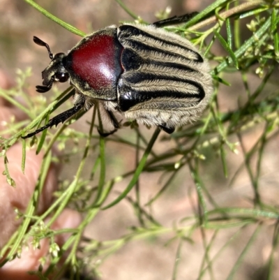 Trichaulax philipsii (Grey-furrowed rose chafer) at QPRC LGA - 16 Jan 2021 by Safarigirl