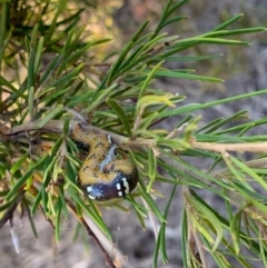 Oenochroma vinaria (Pink-bellied Moth, Hakea Wine Moth) at Murrumbateman, NSW - 18 Jan 2021 by SimoneC