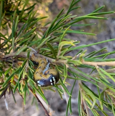 Oenochroma vinaria (Pink-bellied Moth, Hakea Wine Moth) at Murrumbateman, NSW - 18 Jan 2021 by SimoneC