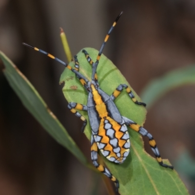 Amorbus alternatus (Eucalyptus Tip Bug) at Melba, ACT - 5 Jan 2021 by kasiaaus