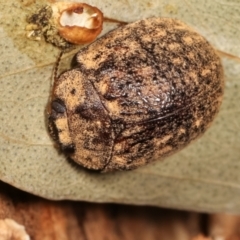 Trachymela sp. (genus) (Brown button beetle) at Melba, ACT - 5 Jan 2021 by kasiaaus