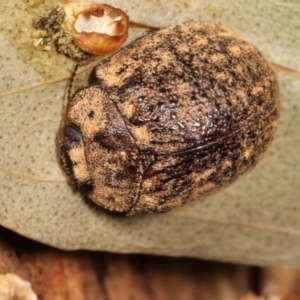 Trachymela sp. (genus) at Melba, ACT - 5 Jan 2021