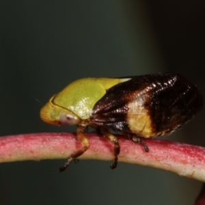 Chaetophyes compacta at Melba, ACT - 5 Jan 2021