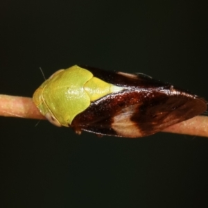 Chaetophyes compacta at Melba, ACT - 5 Jan 2021