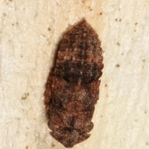 Stenocotis sp. (genus) at Melba, ACT - 5 Jan 2021