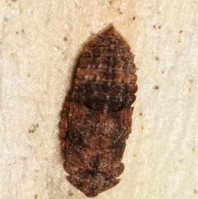 Stenocotis sp. (genus) (A Leafhopper) at Melba, ACT - 5 Jan 2021 by kasiaaus