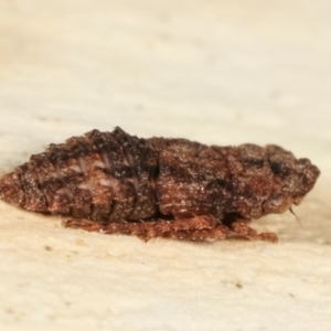 Stenocotis sp. (genus) at Melba, ACT - 5 Jan 2021