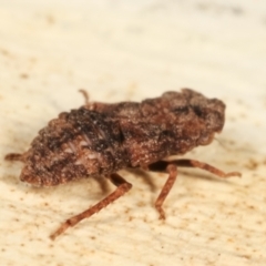 Stenocotis sp. (genus) at Melba, ACT - 5 Jan 2021