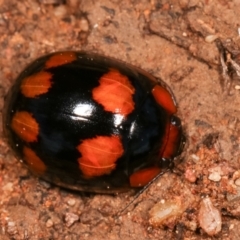 Paropsisterna beata (Blessed Leaf Beetle) at Melba, ACT - 5 Jan 2021 by kasiaaus