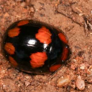 Paropsisterna beata at Melba, ACT - 5 Jan 2021 03:40 PM