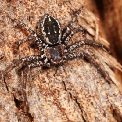 Tharpyna campestrata (Country Crab Spider) at Melba, ACT - 5 Jan 2021 by kasiaaus