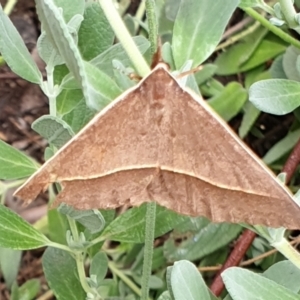 Epidesmia chilonaria at Cook, ACT - 15 Dec 2020