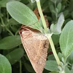 Epidesmia chilonaria at Cook, ACT - 15 Dec 2020