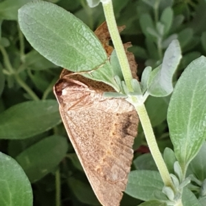 Epidesmia chilonaria at Cook, ACT - 15 Dec 2020