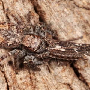 Servaea sp. (genus) at Melba, ACT - 5 Jan 2021 03:34 PM