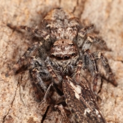 Servaea sp. (genus) at Melba, ACT - 5 Jan 2021 03:34 PM