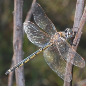 Hemicordulia tau at Holt, ACT - 14 Jan 2021