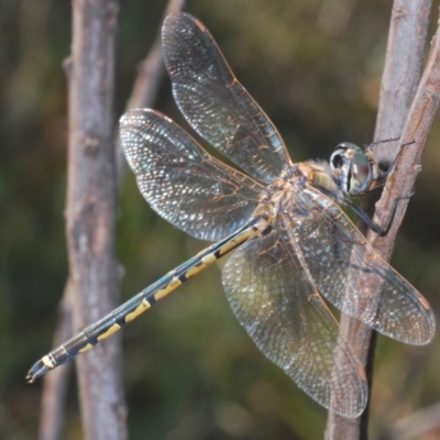 Hemicordulia tau (Tau Emerald) at Aranda Bushland - 14 Jan 2021 by Harrisi