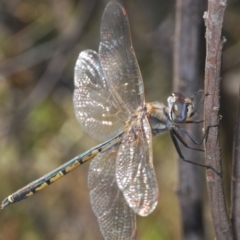 Hemicordulia tau at Holt, ACT - 14 Jan 2021